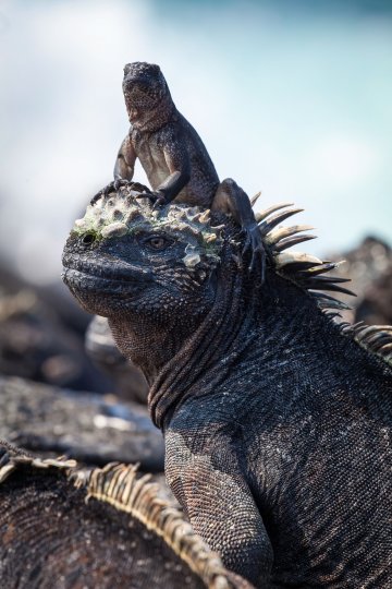 Planet Earth II Iguanas