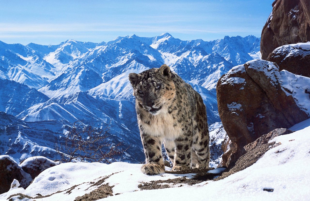 Planet Earth II Live Snow Leopard